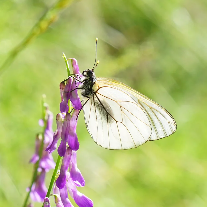 Gartenbau - unsere Vision