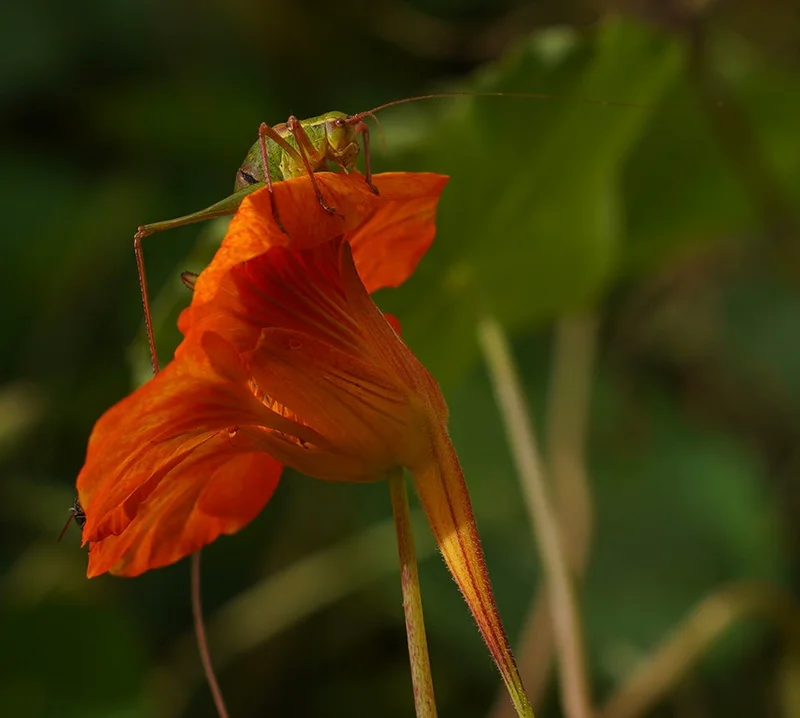 Blütenreich Impressum